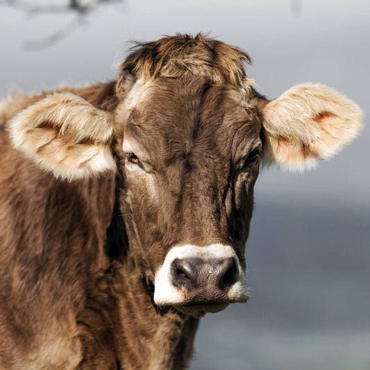 Kissenbezug - Abbey Detail