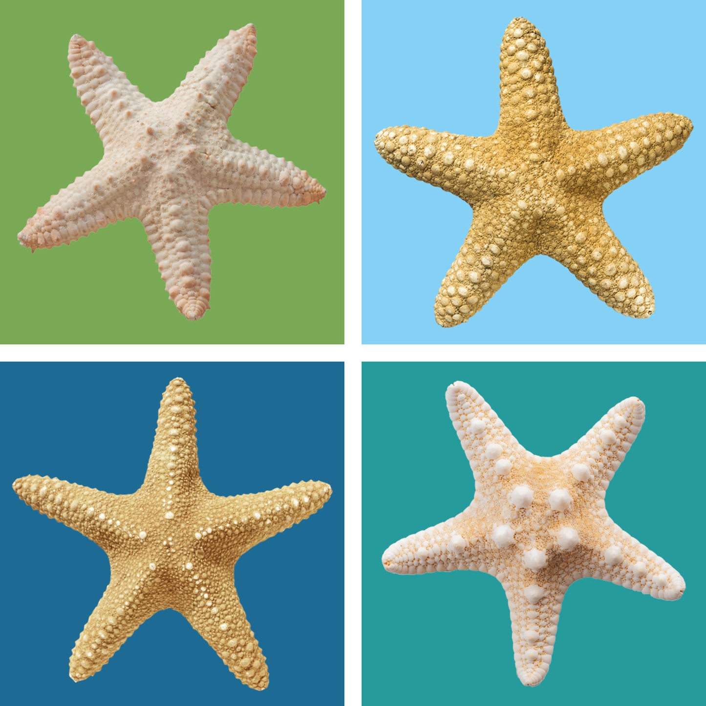 Steinuntersetzer-Set - Piet Detail