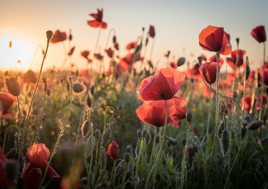 Akustikbild - Blumenwiese