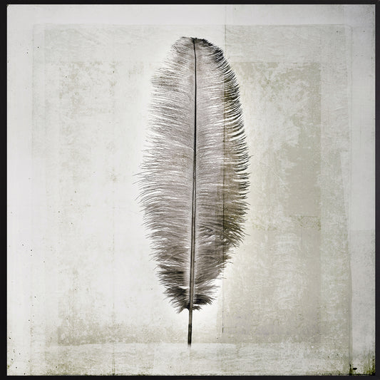 Leinwandbild mit Schattenfugenrahmen - Feder