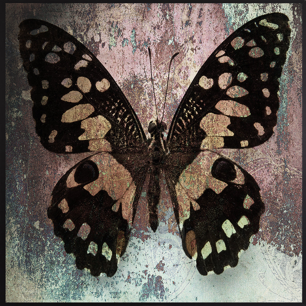 Leinwandbild mit Schattenfugenrahmen - Schmetterling