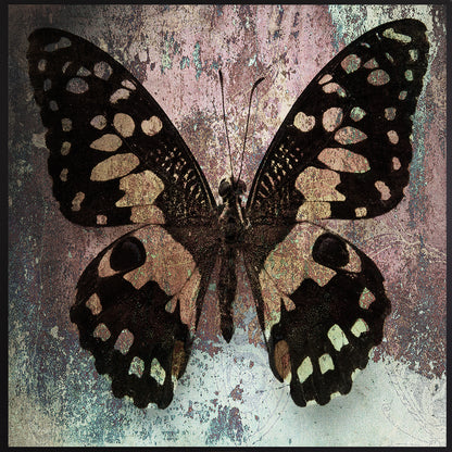 Leinwandbild mit Schattenfugenrahmen - Schmetterling