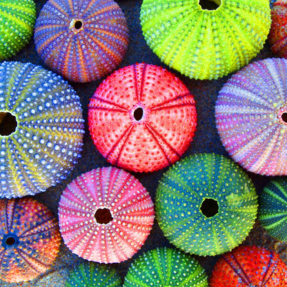 Leinwandbild - Exotical Colorful