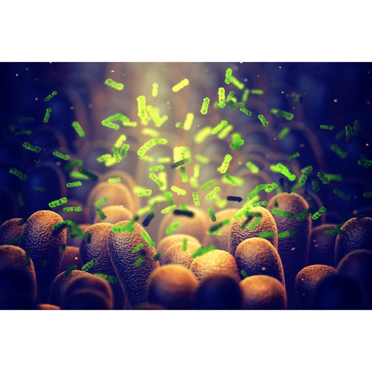 Medical Office Art - Intestinal bacteria