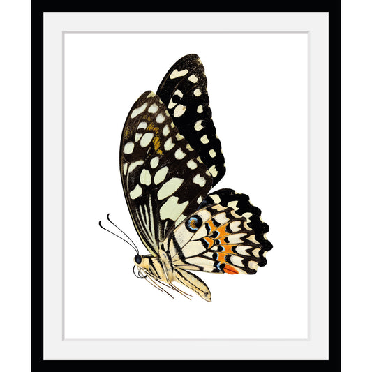 Rahmenbild - Painted Lady